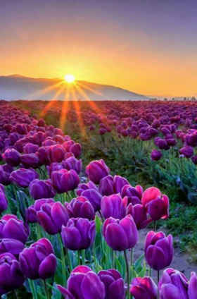 campo-de-tulipanes.jpg