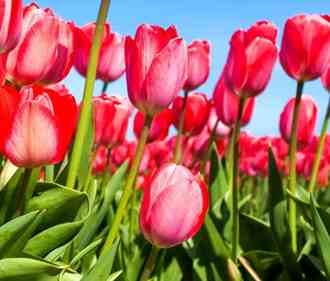 campo de tulipán