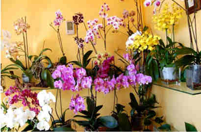 como cultivar orquideas