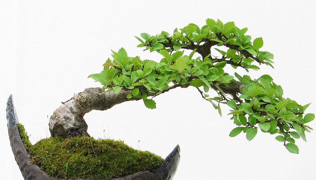 Cuidados de los bonsáis