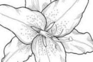 dibujos de flores tumblr