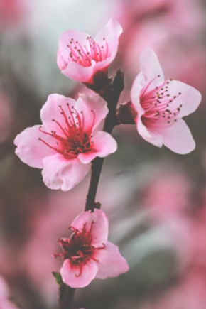 flor de cerezo dibujo