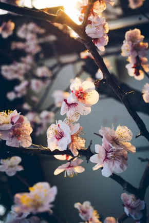 flor de cerezo significado