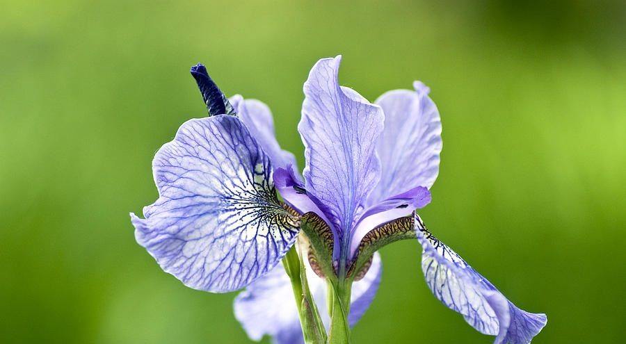 flor-de-iris-azul.jpg