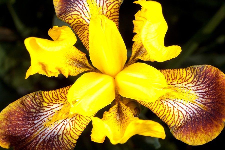 flor-de-iris-hd.jpg