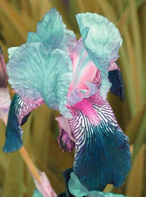 flor de iris tatuaje significado