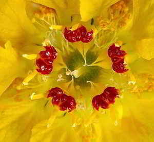 flores amarillas chilenas