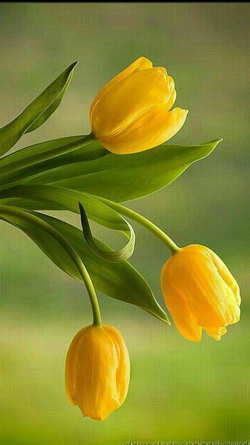 flores amarillas significado