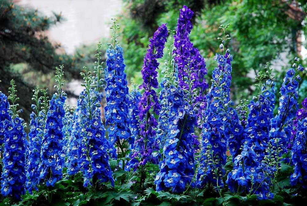 flores-azules-espuelas-de-caballero.jpg