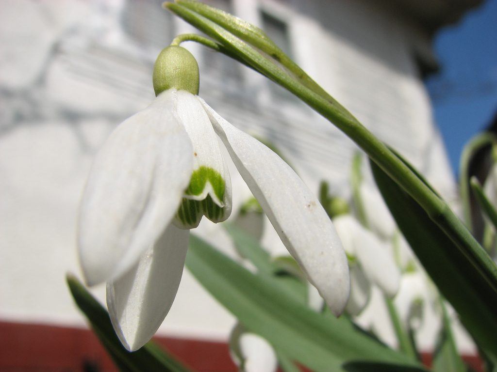 flores-blancas-campanillas.jpg