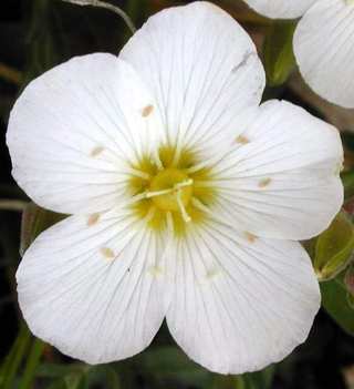 flores blancas significado