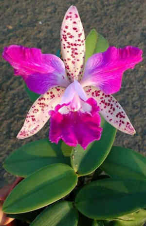 flores exoticas orquidea