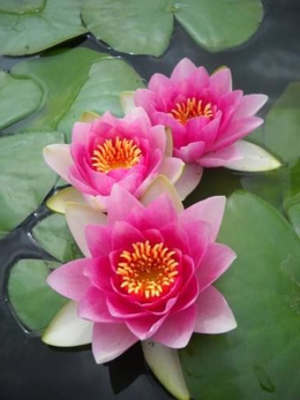 flores loto