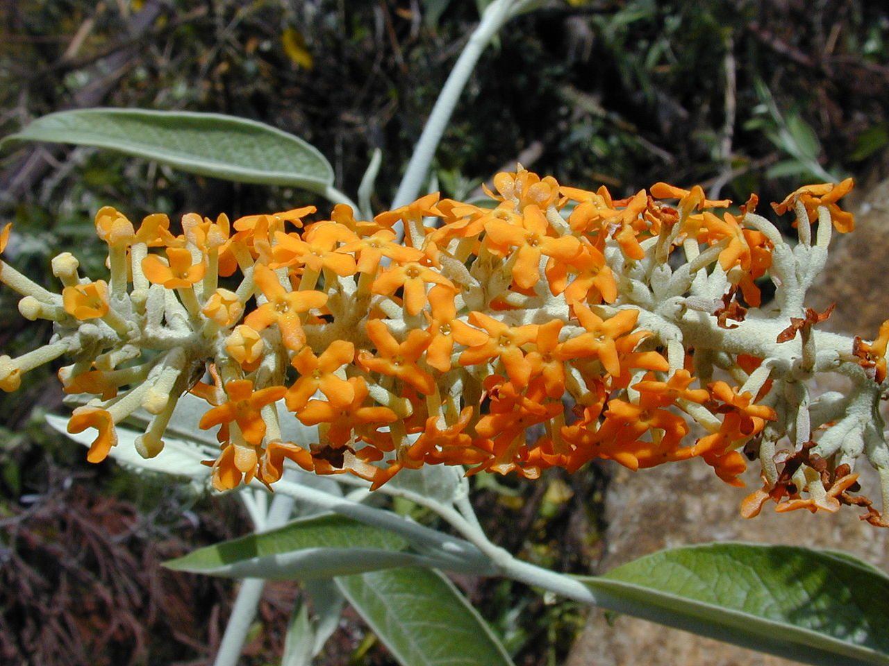 flores-naranjas-castanos-de-australia.jpg
