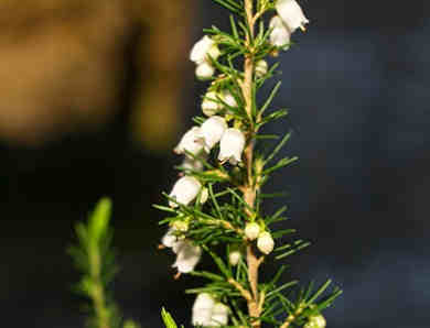 flores silvestres blancas 10