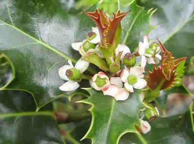 flores silvestres blancas 2