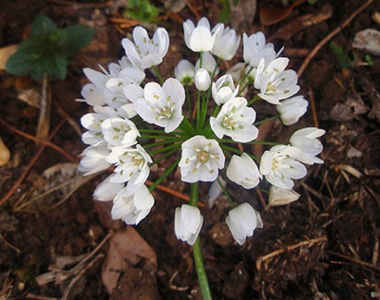 flores silvestres blancas 3