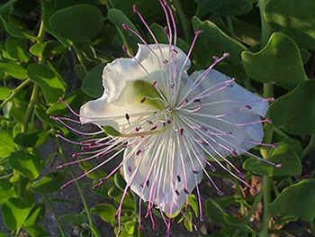 flores silvestres blancas 5