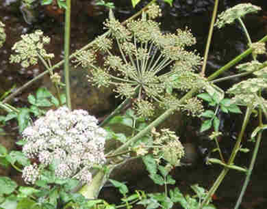 flores silvestres blancas 6