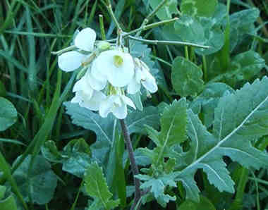 flores silvestres blancas 7