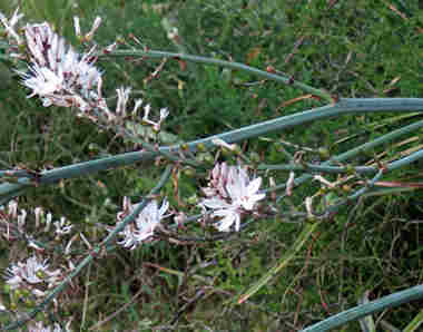 flores silvestres blancas 8