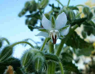 flores silvestres blancas 9