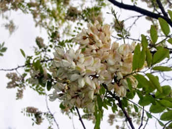 flores silvestres blancas