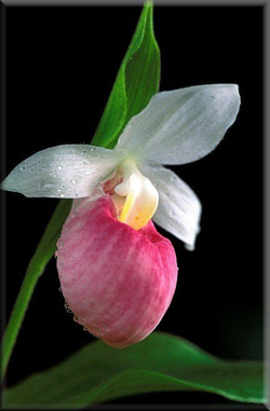 foto orquidea