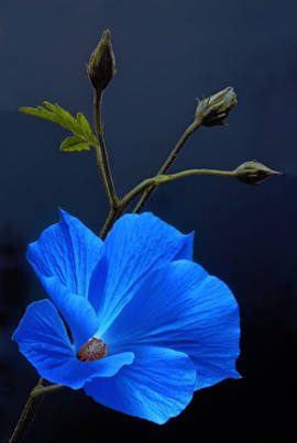 fotos de flores azules