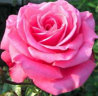 fotos de flores rosas