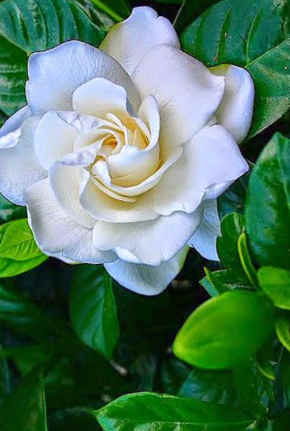 Imágenes de gardenia fotos y cuidados