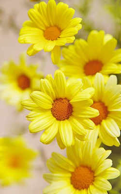 imagenes de flores amarillas