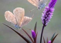 imagenes de flores y mariposas