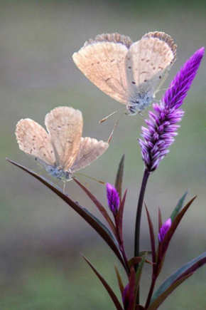 imagenes de flores y mariposas