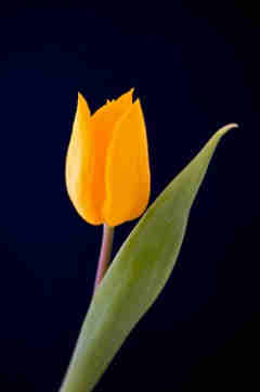 imagenes de tulipanes