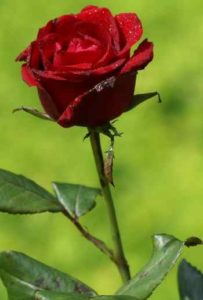 imágenes de rosas rojas con frases de amor