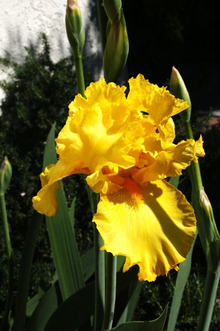 iris-amarillas.jpg