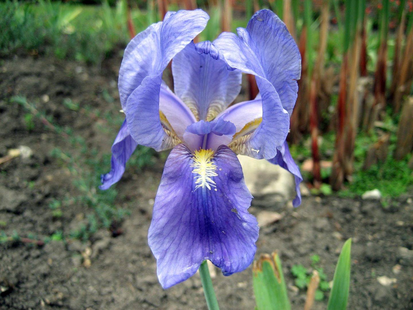 iris-azul.jpg