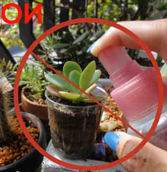 no regar plantas suculentas