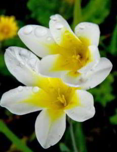 nombres de flores hermosas blancas