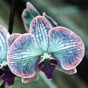 orquideas azules