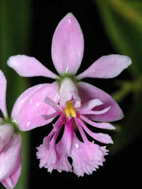 orquideas flor