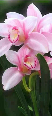 orquideas flores