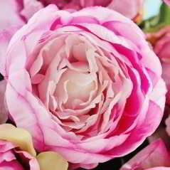 peonias bombres de flores rosas