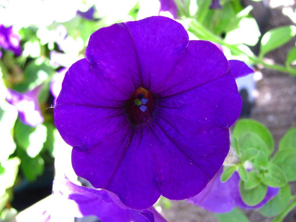 petunias-purpuras.jpg