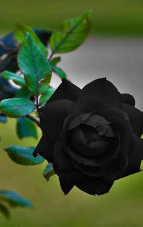 Rosa negra significado