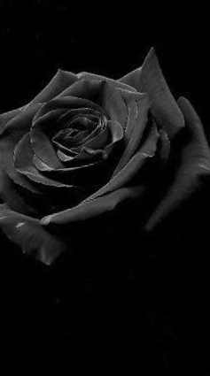 rosa negra significado