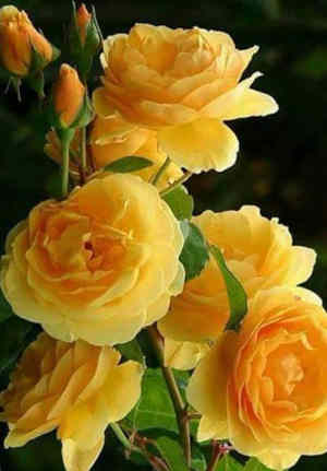 rosas amarillas significado