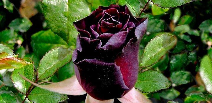 rosas-black-baccara.jpg