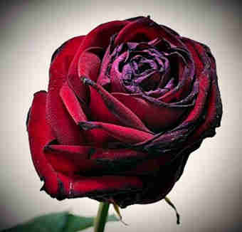 rosas petalos negros